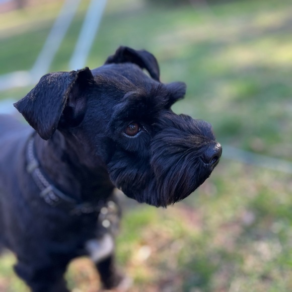 Meet your Posher, Janelle - Picture 11 of 15